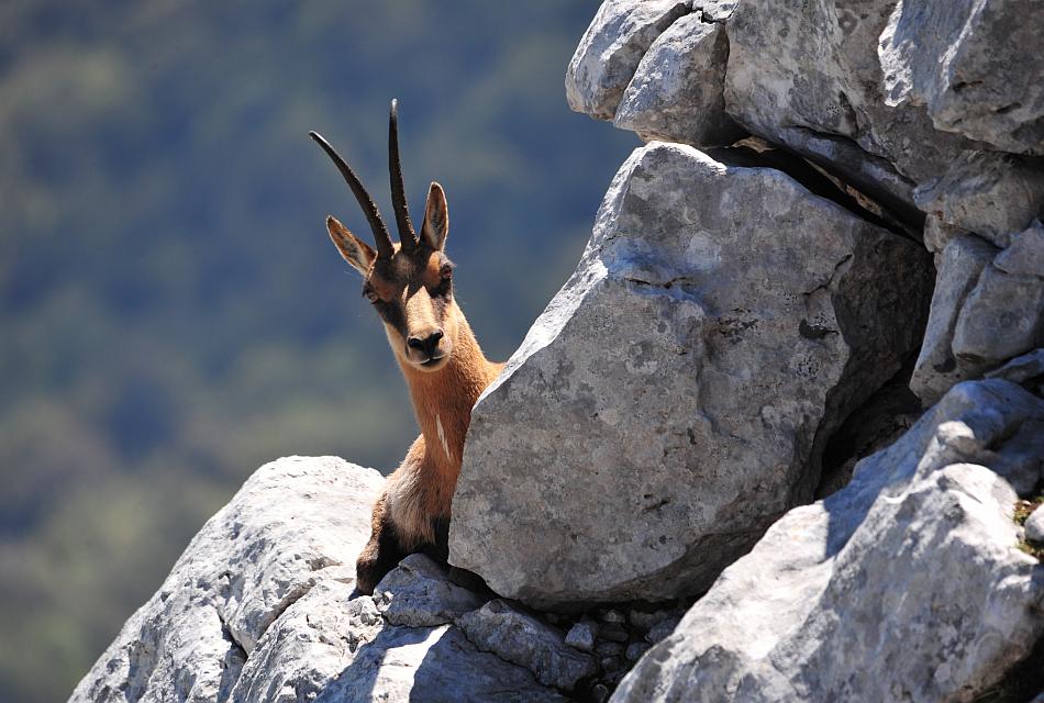 Camoscio d''Abruzzo Rupicapra pyrenaica ornata