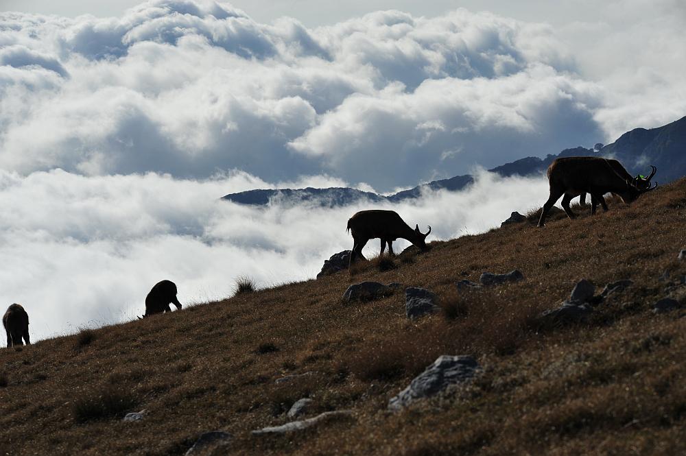 Camoscio d''Abruzzo Rupicapra pyrenaica ornata