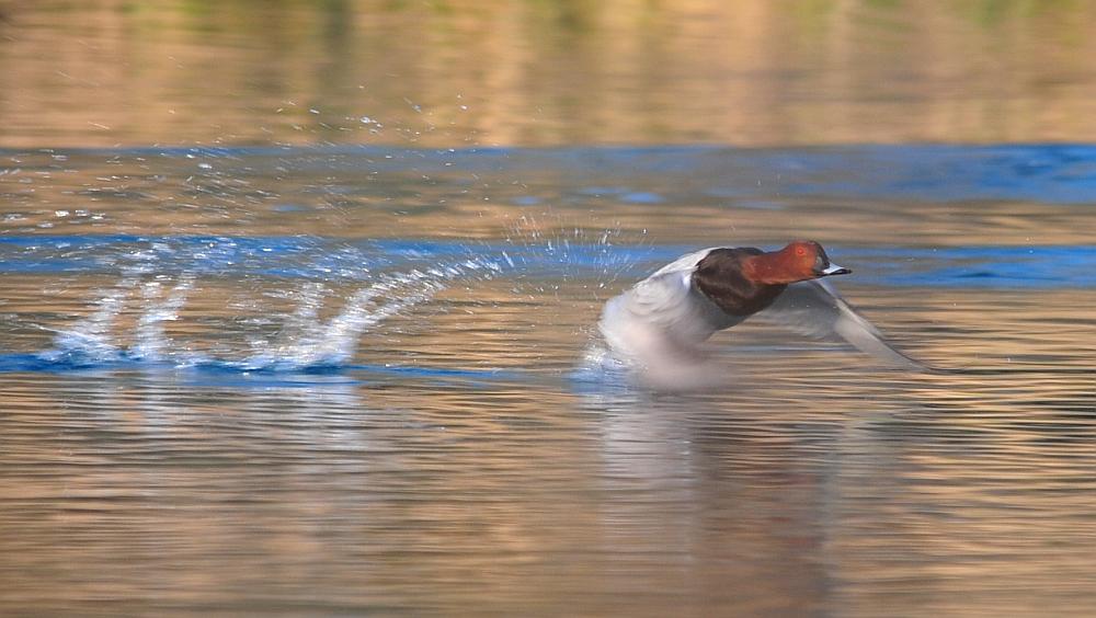 Moriglione in decollo