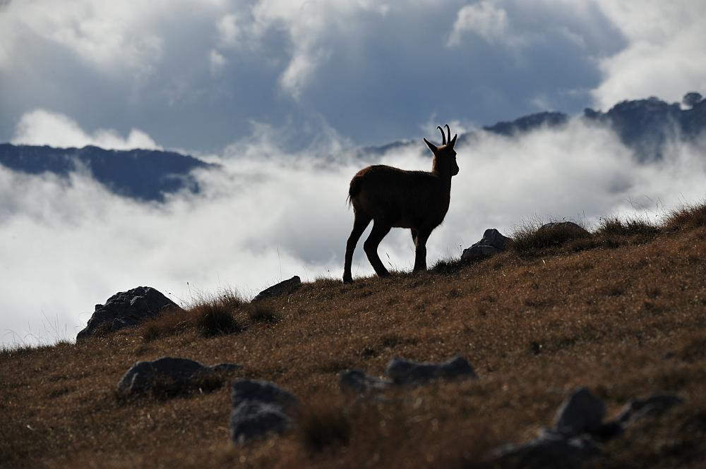 Camoscio d''Abruzzo Rupicapra pyrenaica ornata