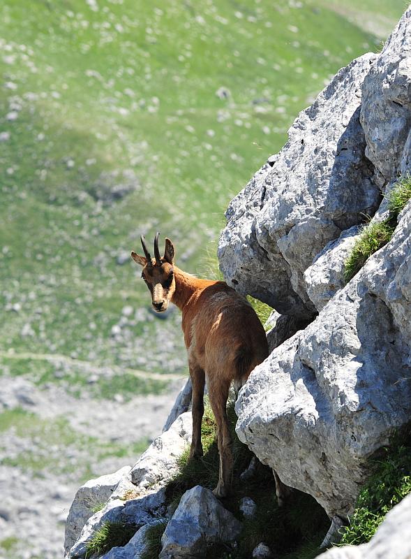 Camoscio d''Abruzzo Rupicapra pyrenaica ornata
