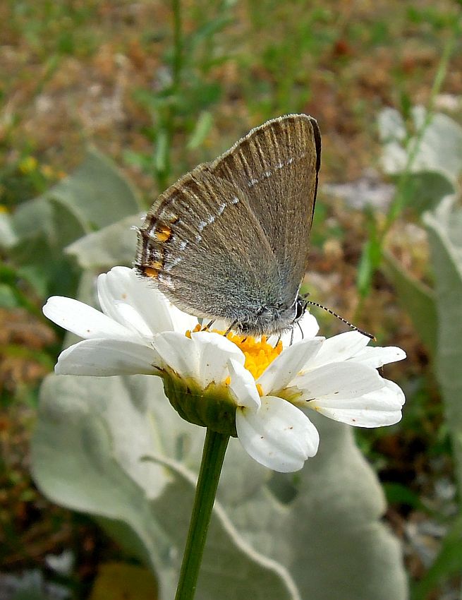 La vita in un fiore