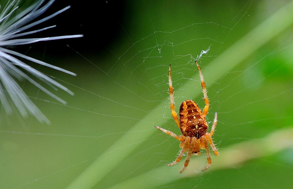 Araneus diadematus; Agalenatea redii - P. N. d''Abruzzo