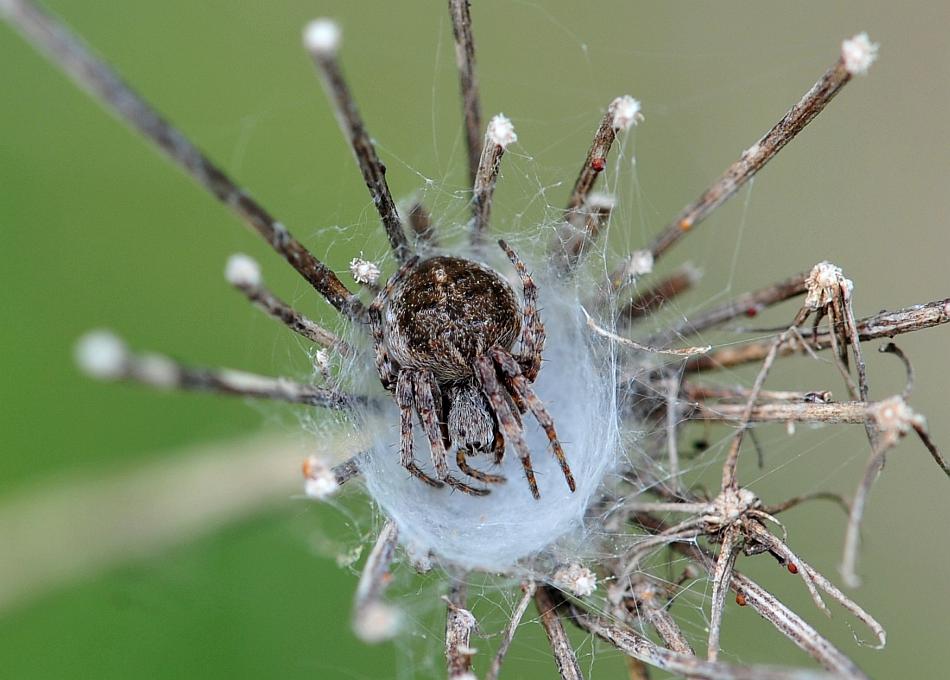 Araneus diadematus; Agalenatea redii - P. N. d''Abruzzo