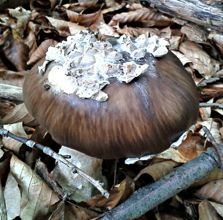 Amanita da determinare