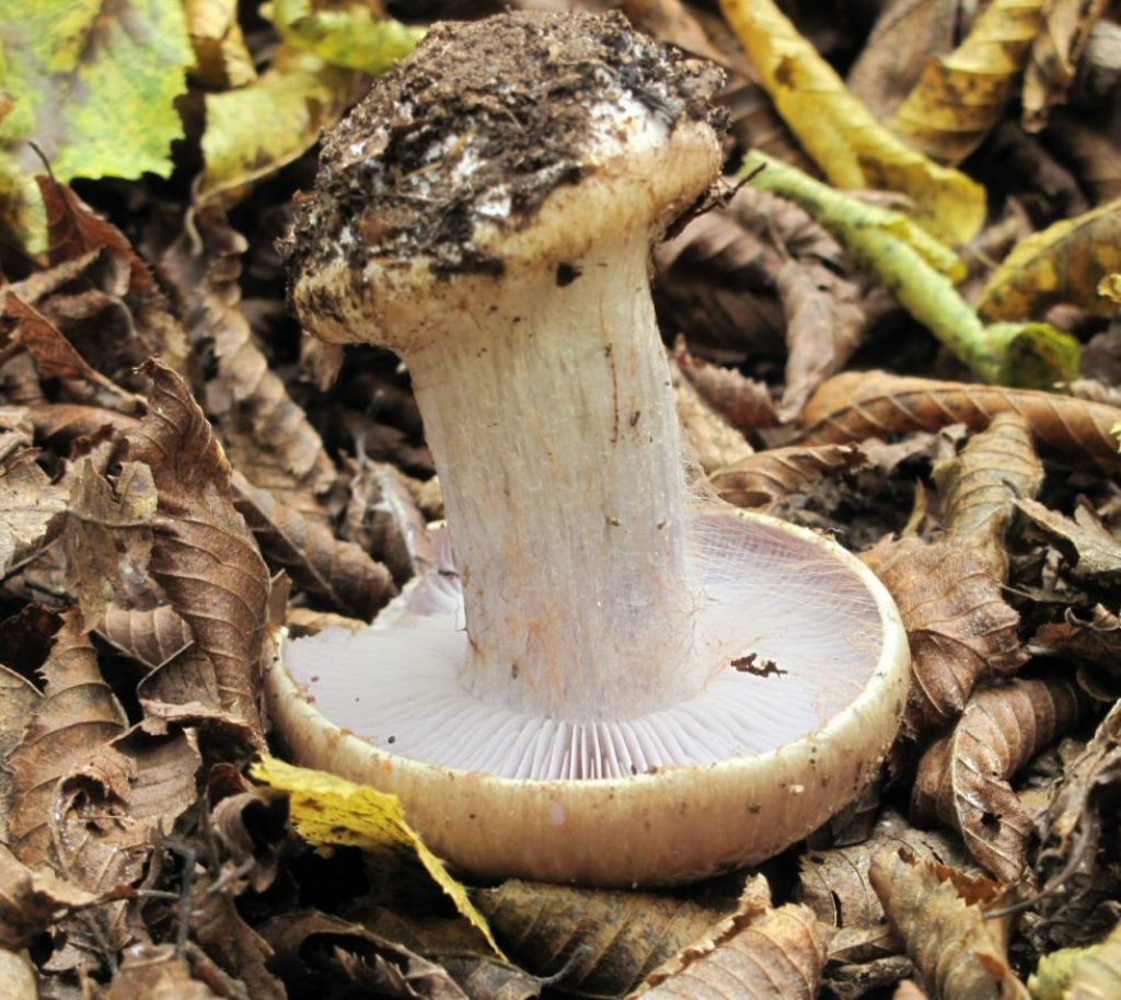Cortinarius da identificare