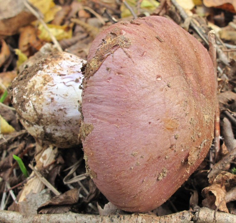 Cortinarius (3) da id.
