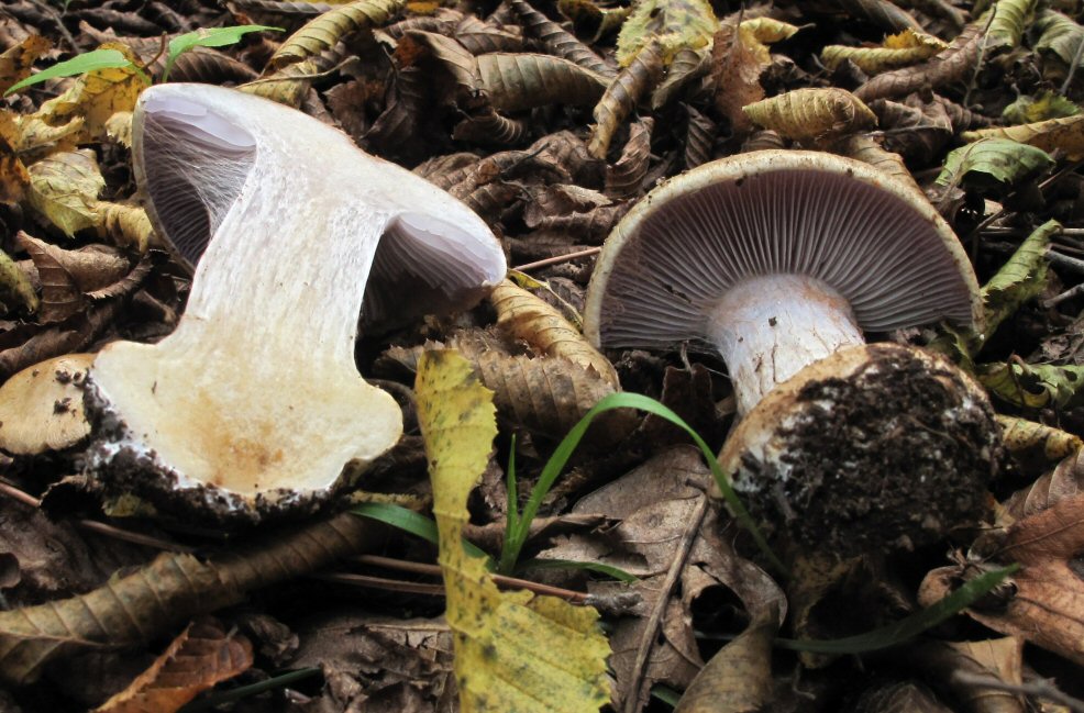 Cortinarius da identificare