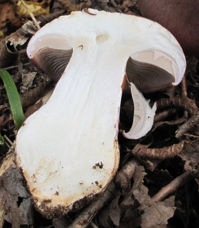 Cortinarius (3) da id.