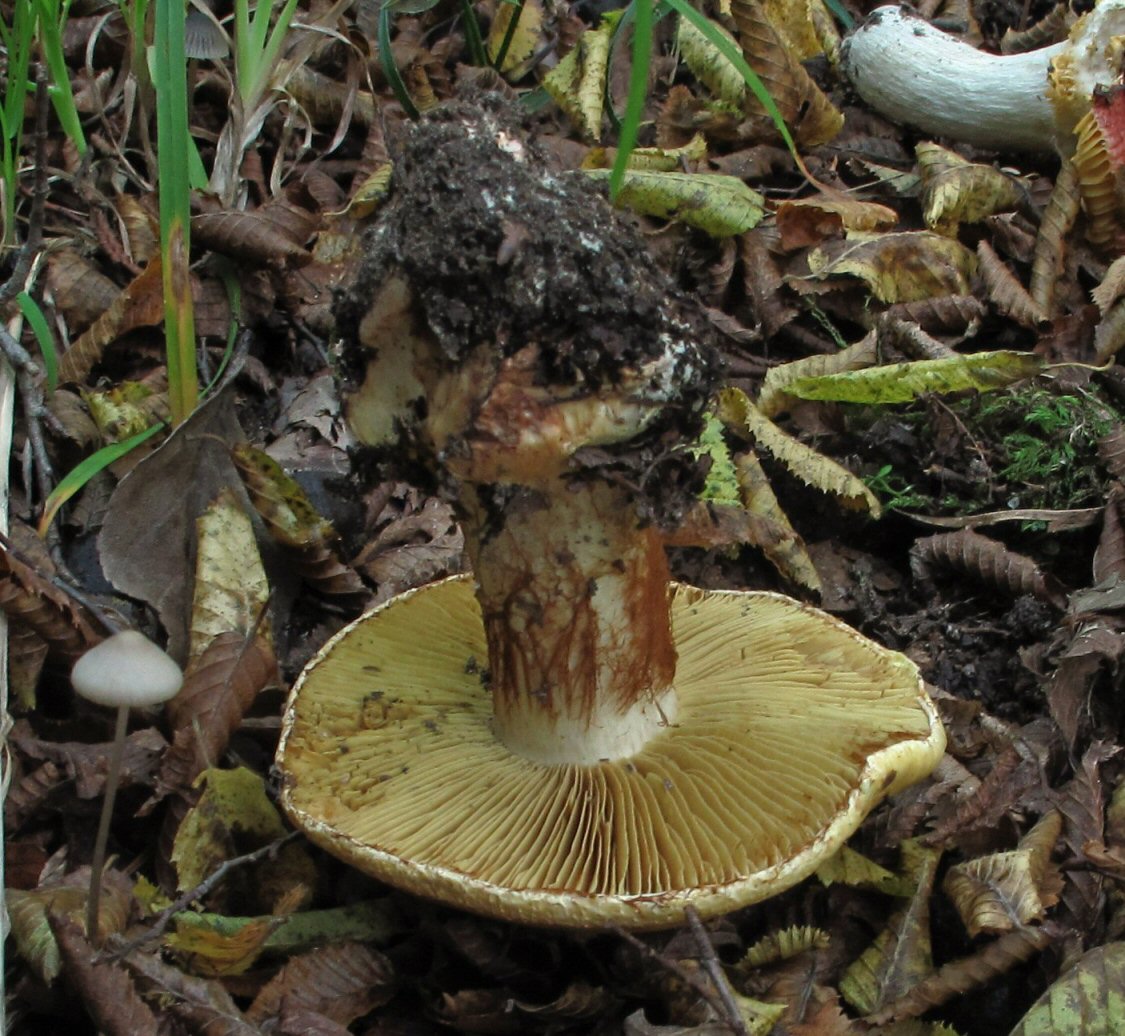 Cortinarius (2)