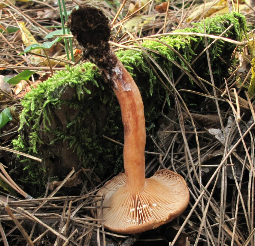 Lactarius da determinare