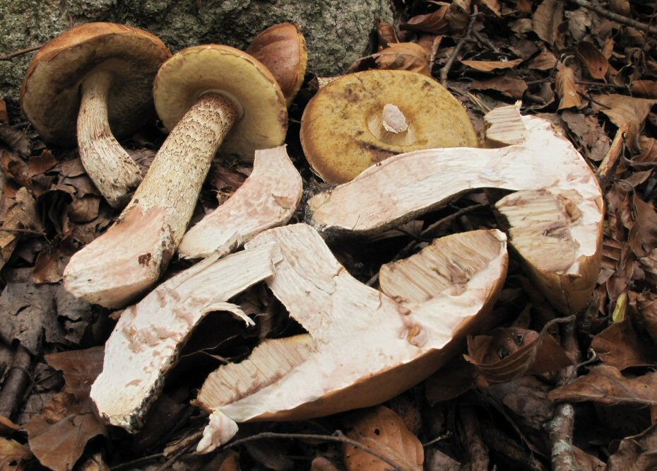 Leccinum (21-10-12)