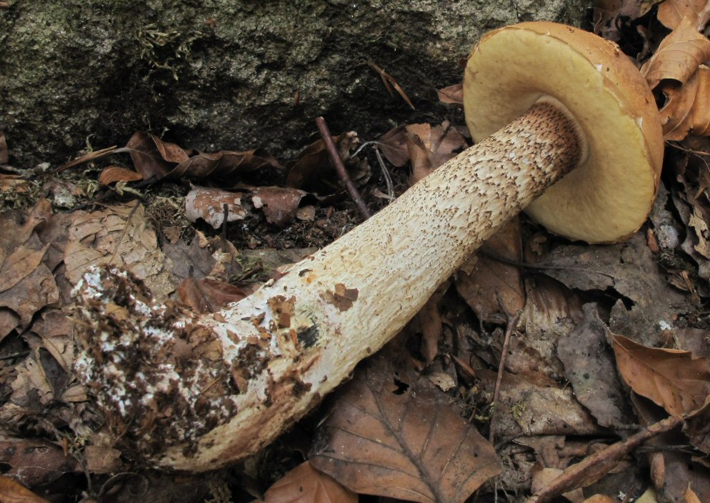Leccinum (21-10-12)