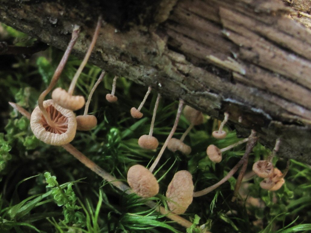 Piccolo fungo da id.