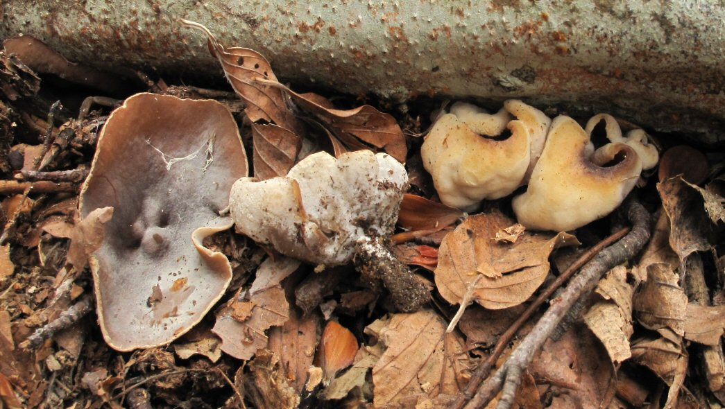 Asco sotto faggi (21-10-12)