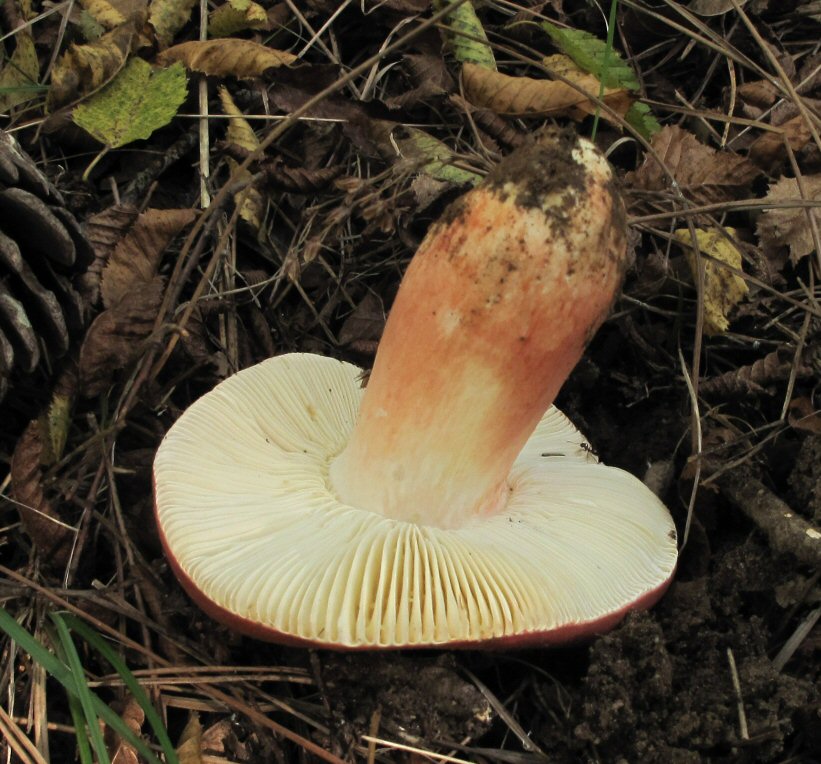 Russula da determinare