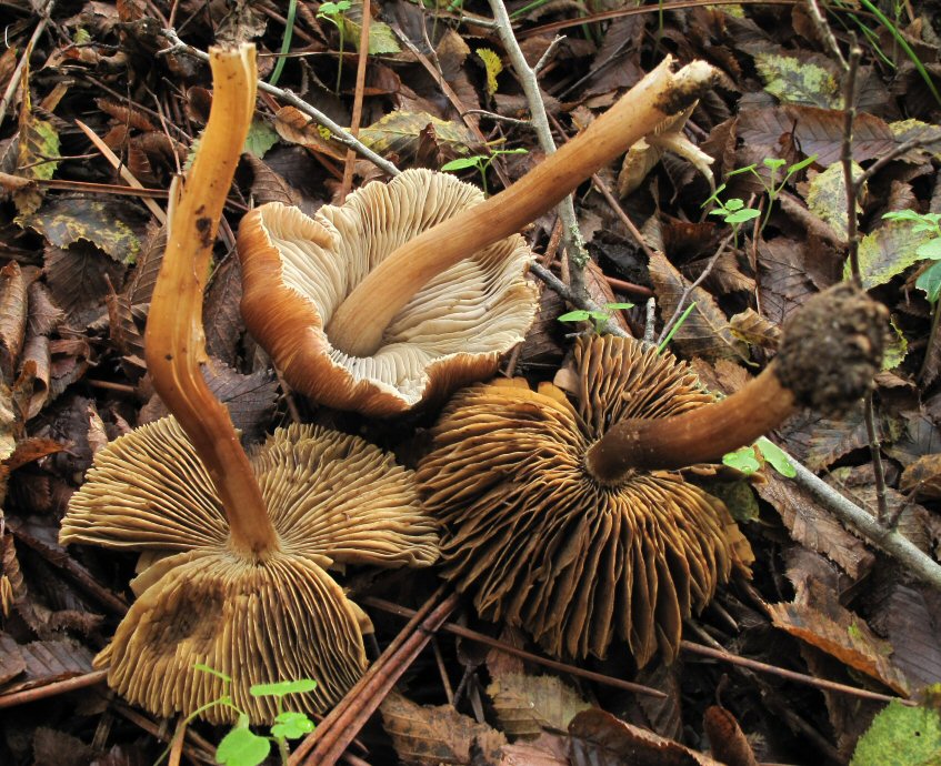 Sotto Pini e Carpini (2-11-12)