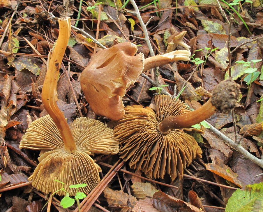 Sotto Pini e Carpini (2-11-12)