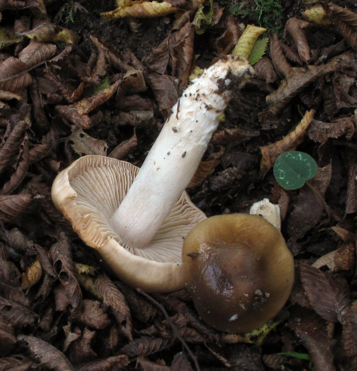 Sotto quercia e carpino (8-11-2012)