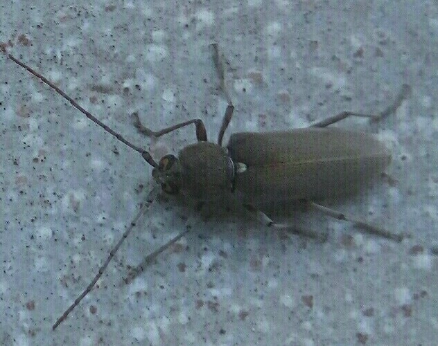 Insetto avvistato in Sicilia: Hesperophanes sericeus (Cerambycidae)