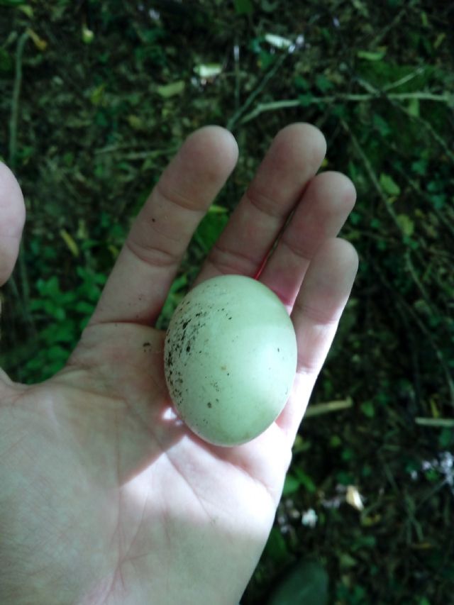 UOVO DA IDENTIFICARE