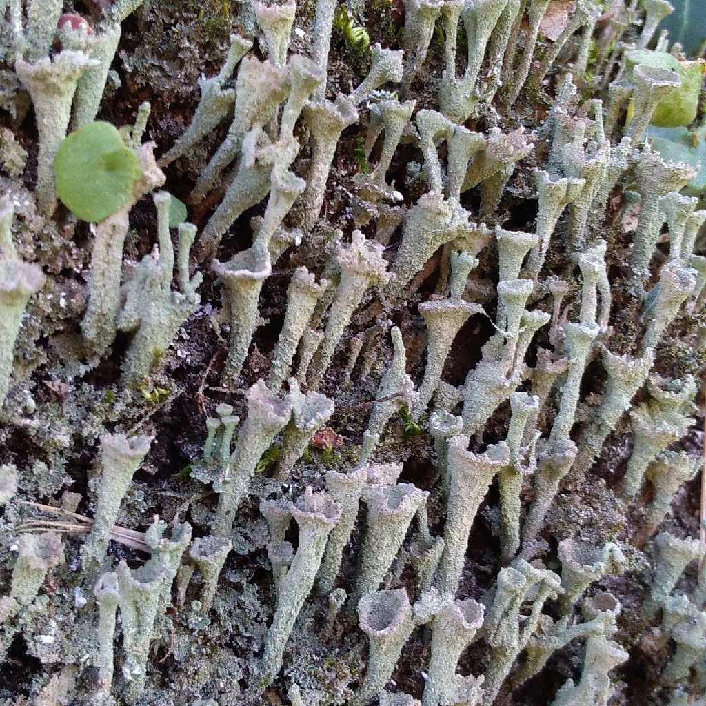 Trovato nel centro sardegna