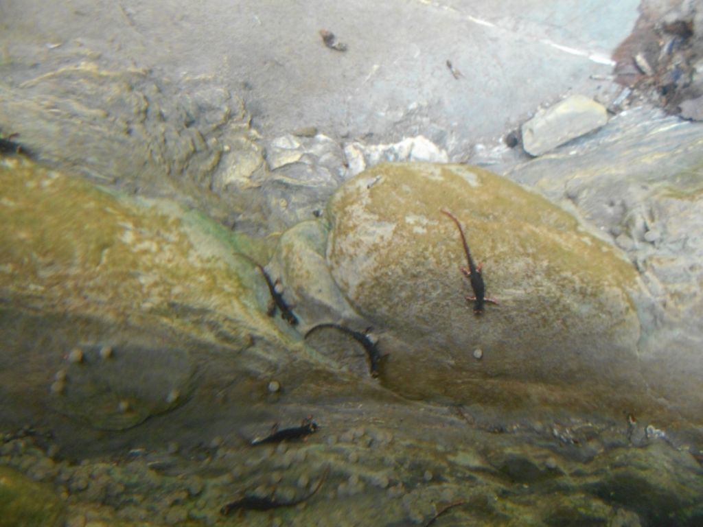 Salamandrina dagli occhiali (Salamandrina perspicillata)