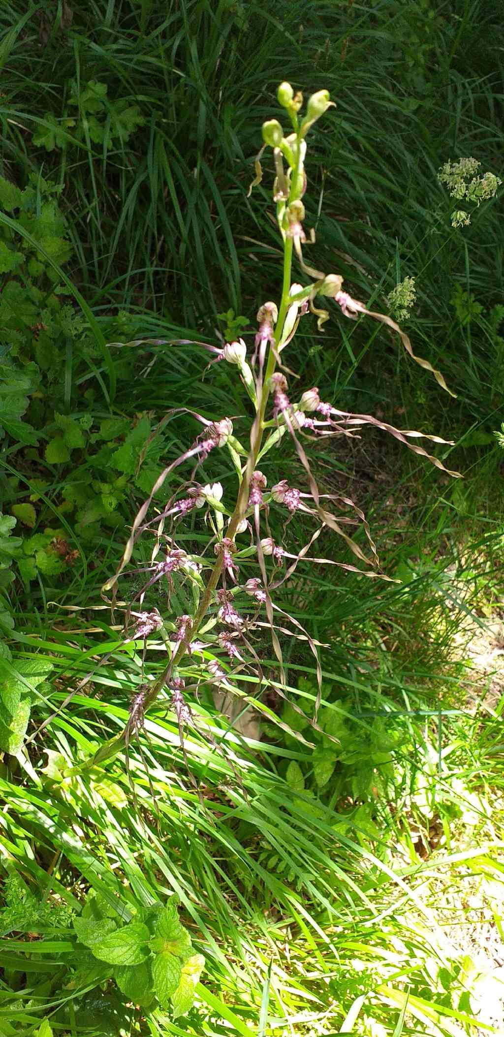 Himantoglossum adriaticum?