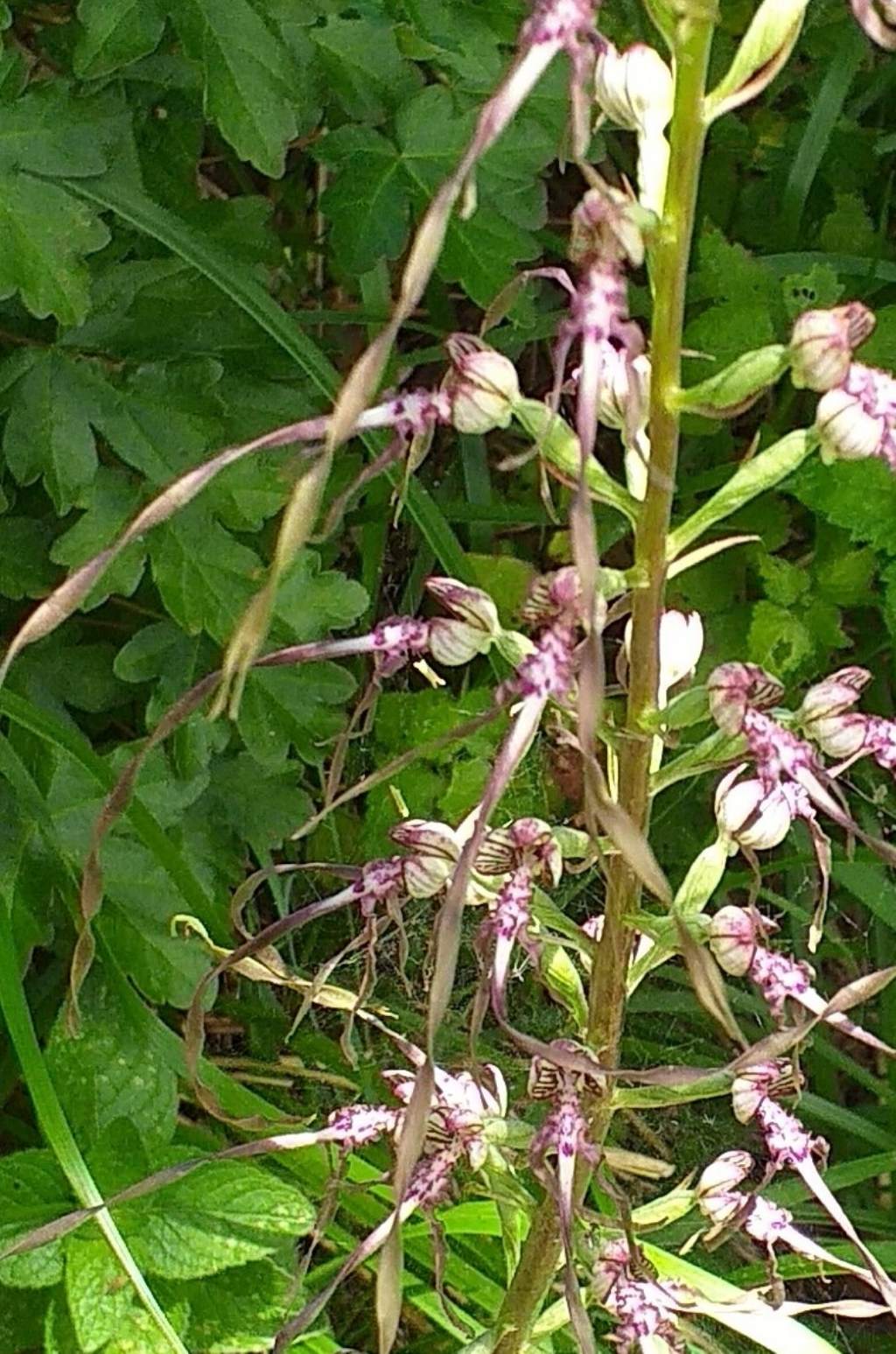 Himantoglossum adriaticum?