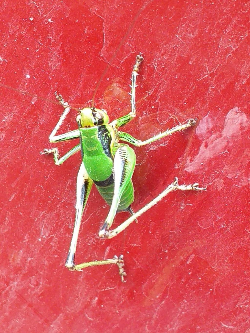 Eupholidoptera sp. (Tettigoniidae), maschio