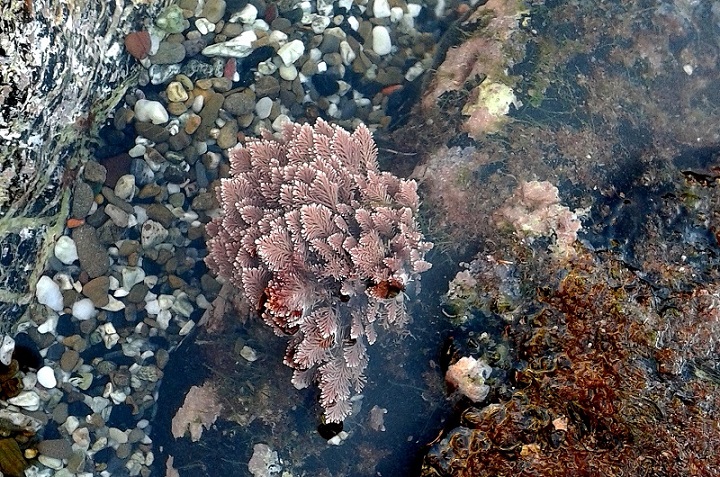 Corallina e Caulerpa prolifera