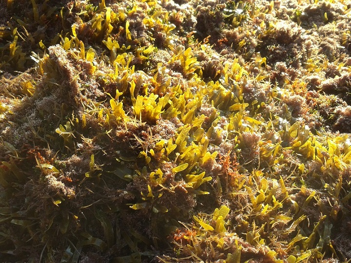 Corallina e Caulerpa prolifera