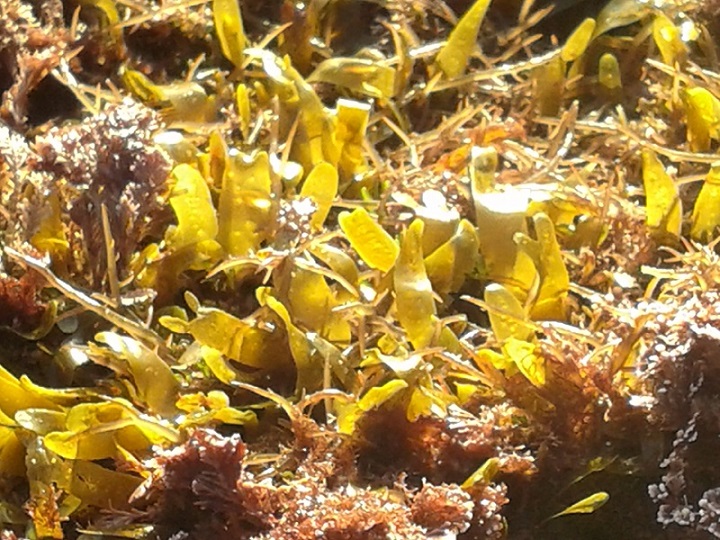 Corallina e Caulerpa prolifera