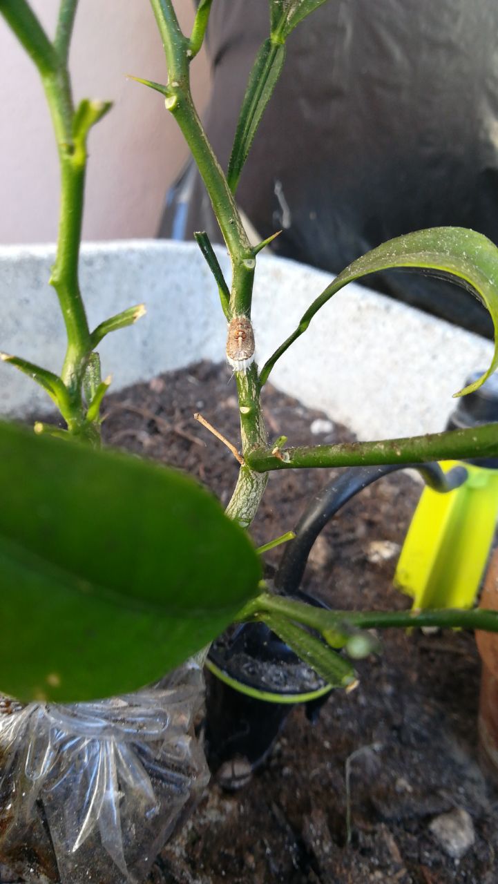Cocciniglia: Icerya purchasi (Margarodidae) da confermare