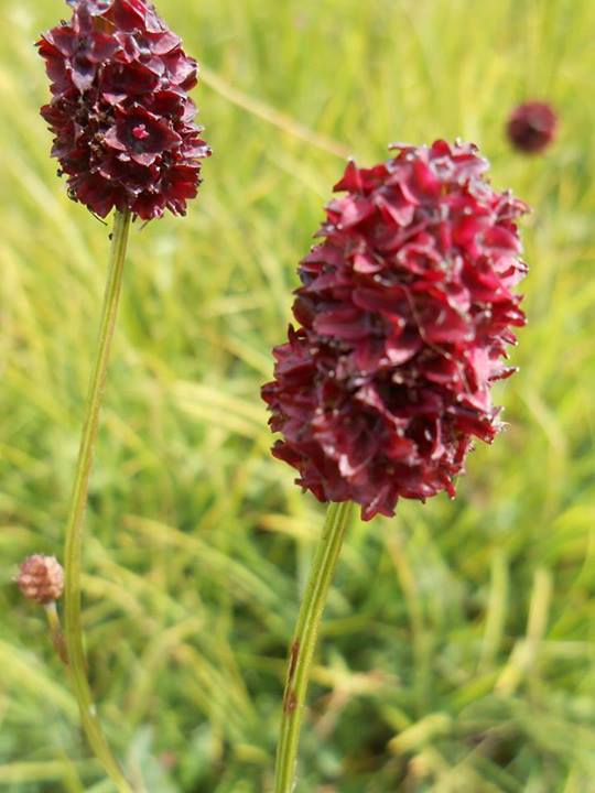 Sanguisorba cfr. officinalis