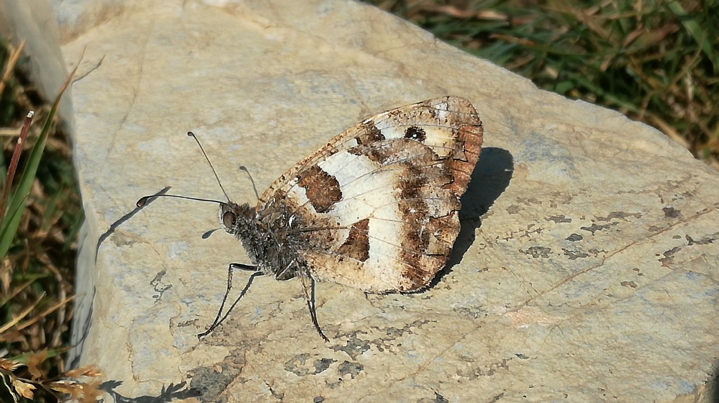 Coppia di C. briseis