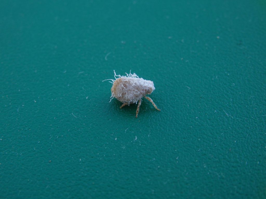Aiuto identificazione