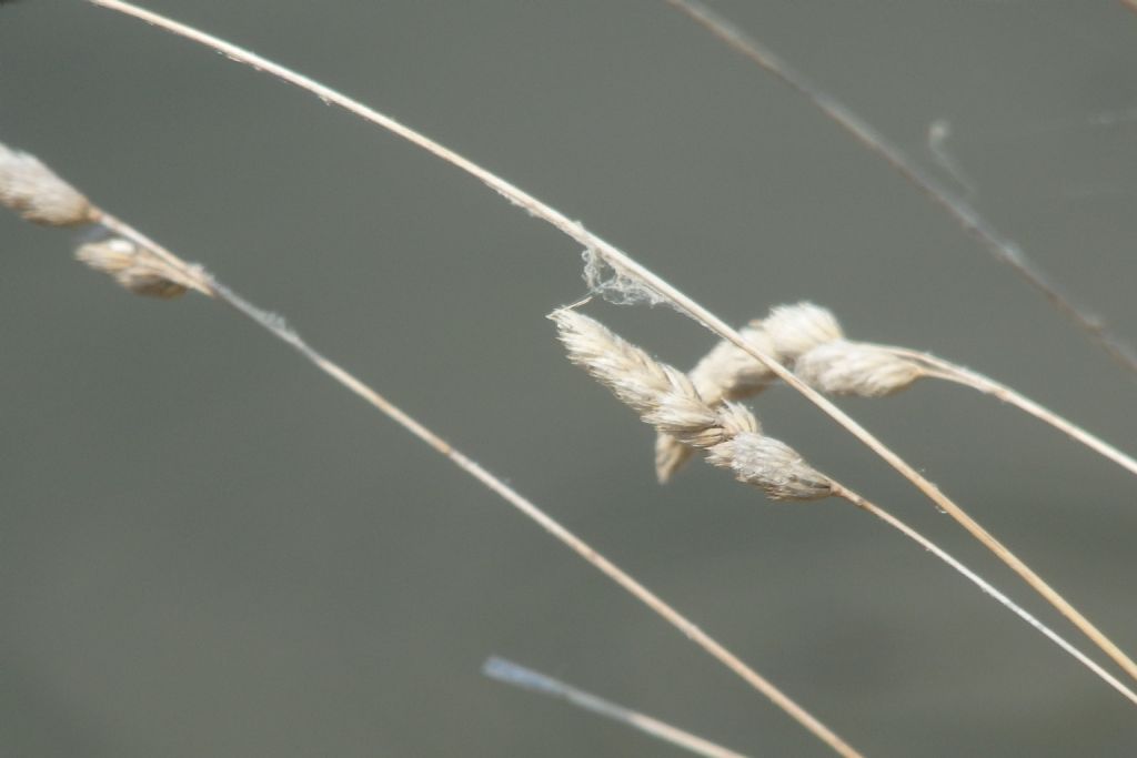 Dactylis glomerata