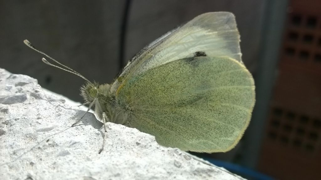 Pieris brassicae? S