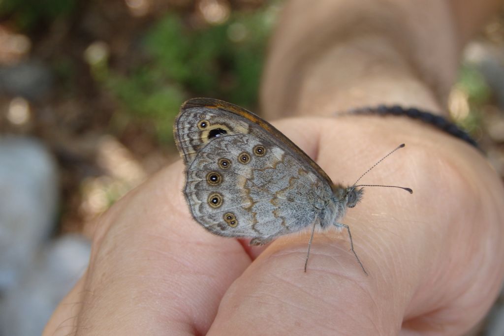Lepidoptero da identificare - Lasiommata megera, Nymphalidae