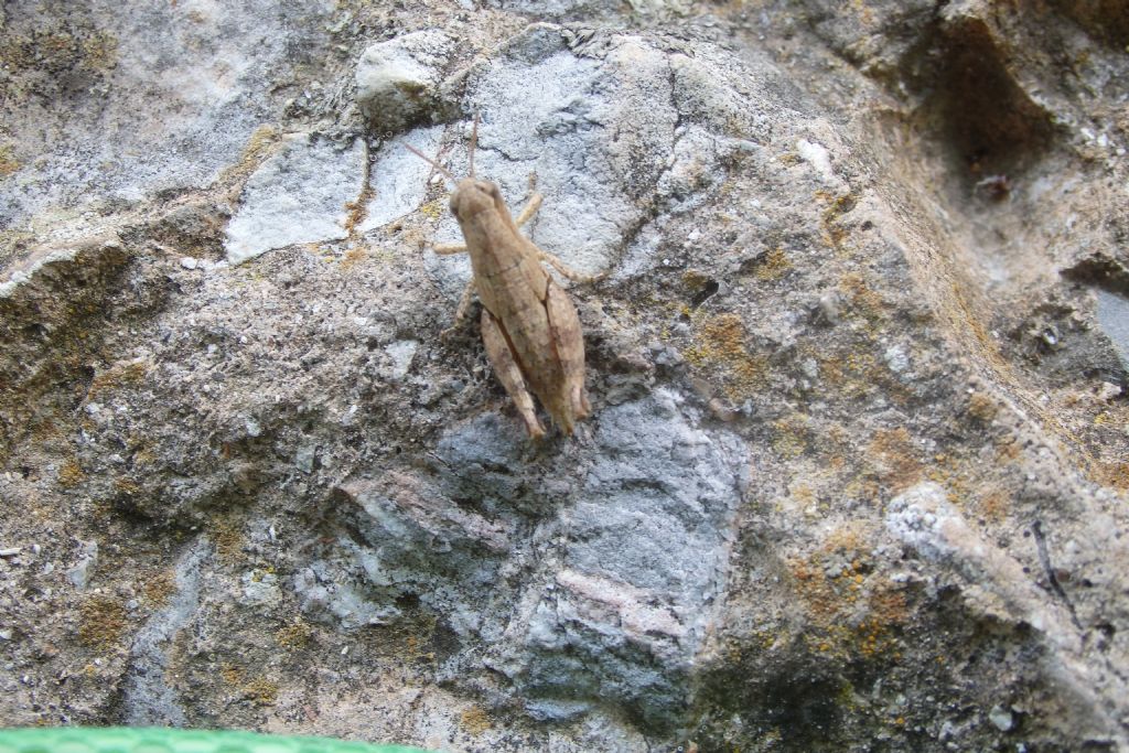 Acrididae:  Pezotettix giornae