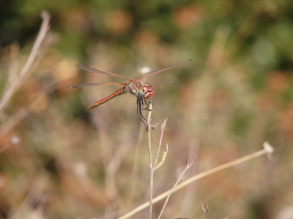 Sympetrum fonscolombii?  S  !