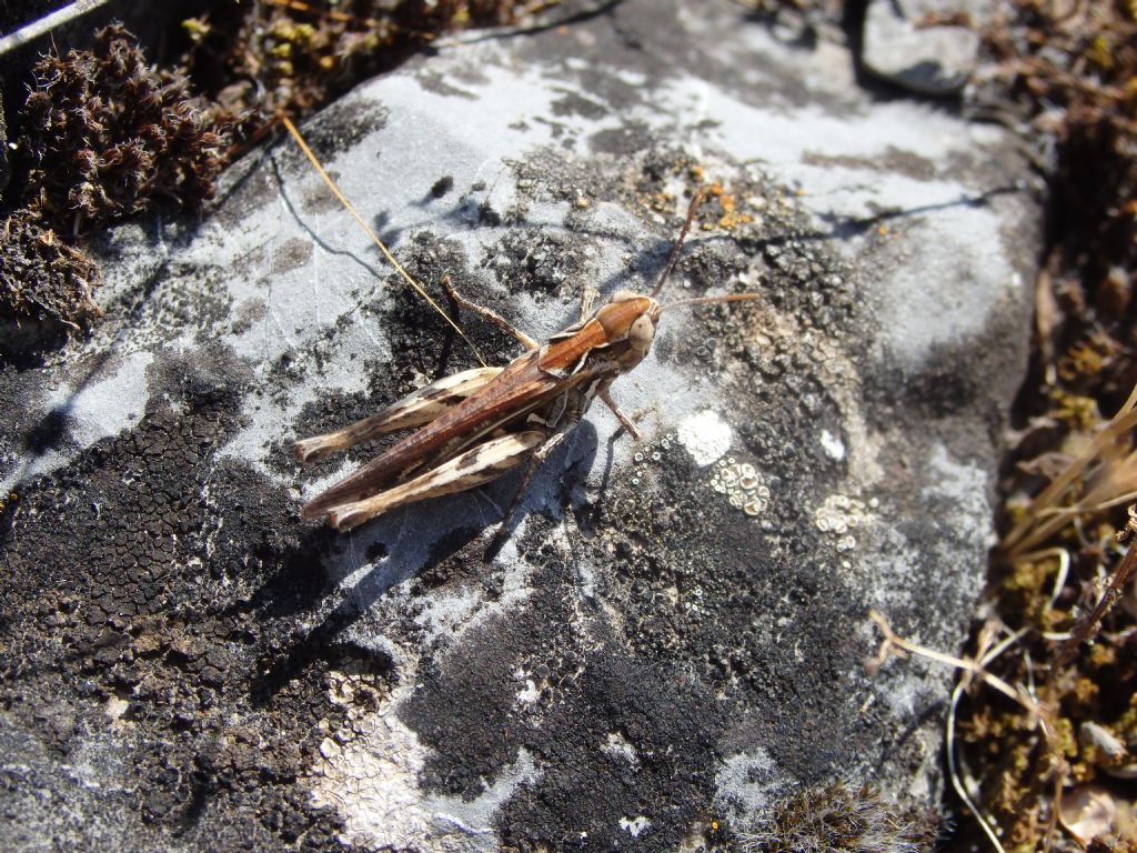 Acrididae ( Chorthippus sp.  o Omocestus sp.)