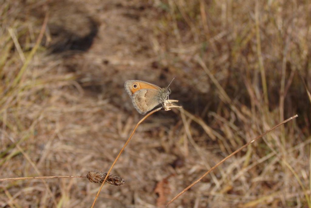 Maniola jurtina