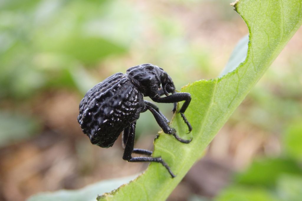 Brachycerus undatus ? No, B. aegyptiacus (della Grecia)