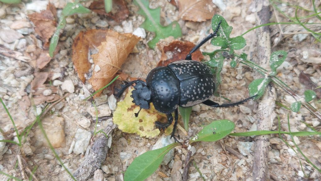 Scarabaeus variolosus