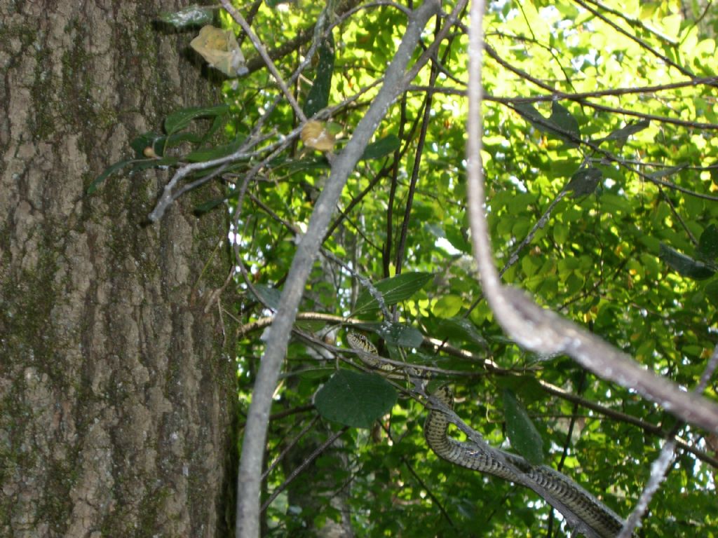 Biacco (Hierophis viridiflavus).... arboreo