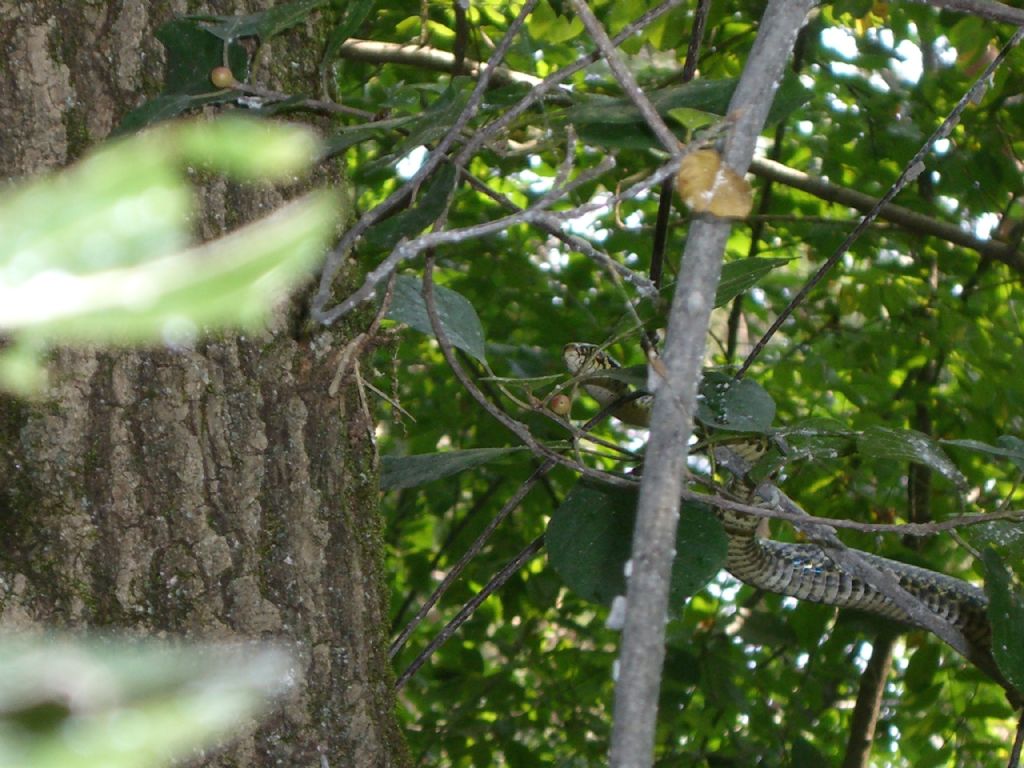 Biacco (Hierophis viridiflavus).... arboreo