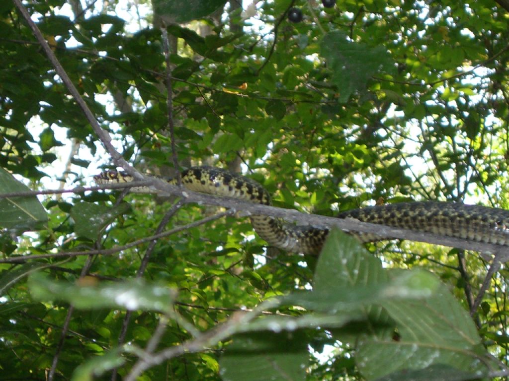 Biacco (Hierophis viridiflavus).... arboreo