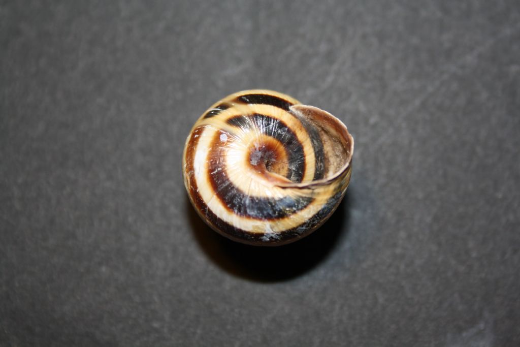 Cepaea ungheresi